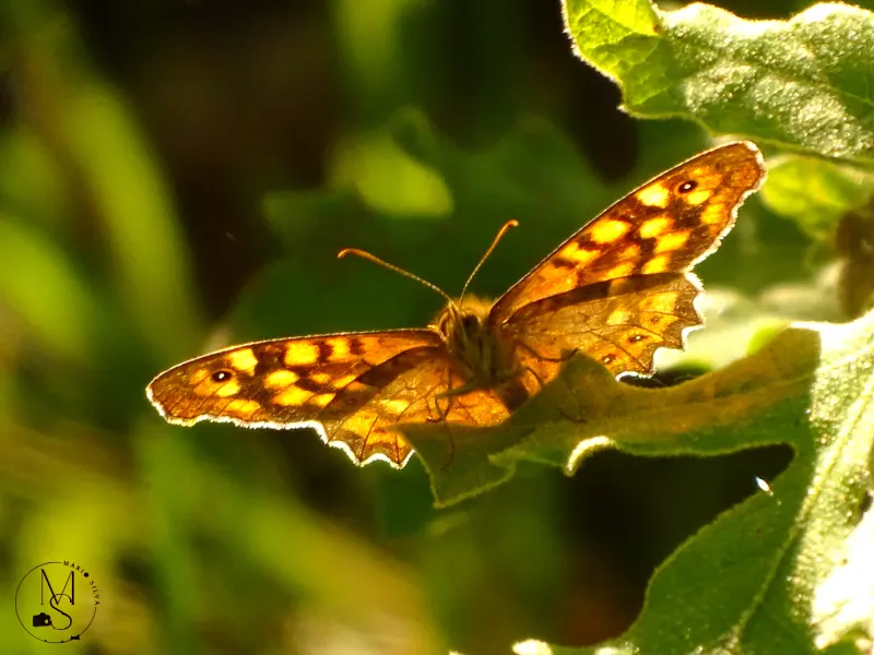 Borboleta-malhadinha (Pararge aegeria) –  um dia agitado da sua breve vida  (estória)
