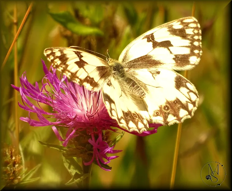 O desentendimento inesperado entre   a Borboleta “Melanargia lachesis”  e a “Centaurea vicentina”   (estória)