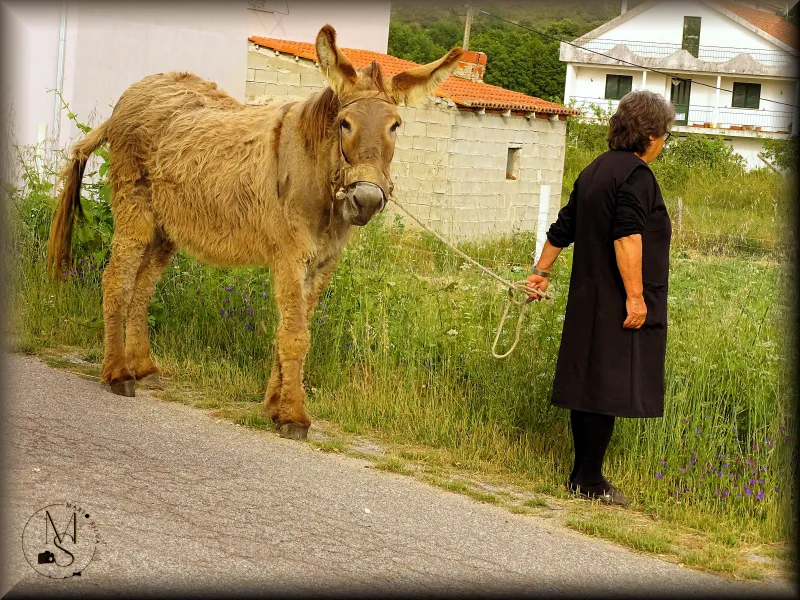 “Levando o burrito para o lameiro”  Tinhela – Valpaços – Portugal