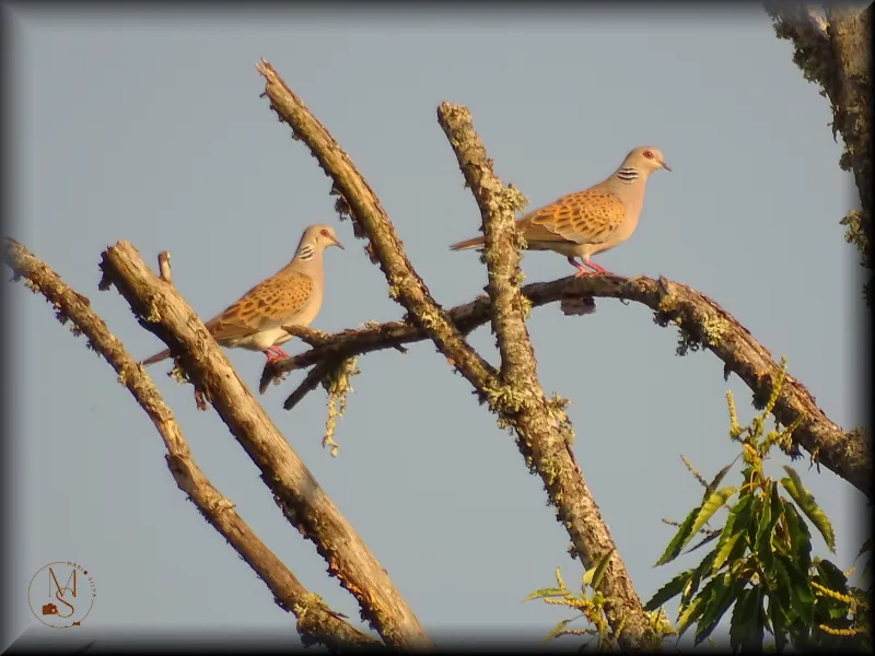 Rolas-bravas (Streptopelia turtur) – Um casal interessante