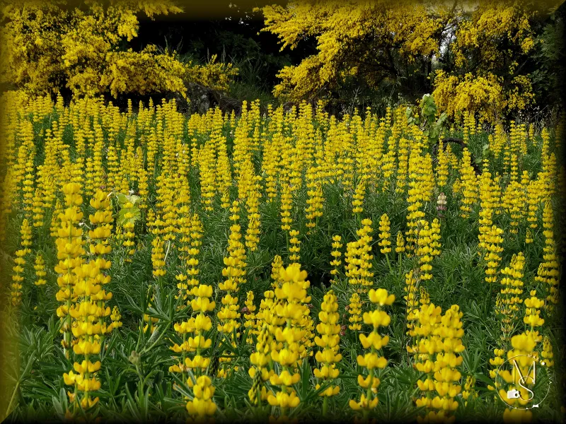 Tremoceiro bravo (Lupinus luteus) vs.  giesta amarela (Cytisus striatus) - Águas Frias – Chaves – Portugal - Mário Silva