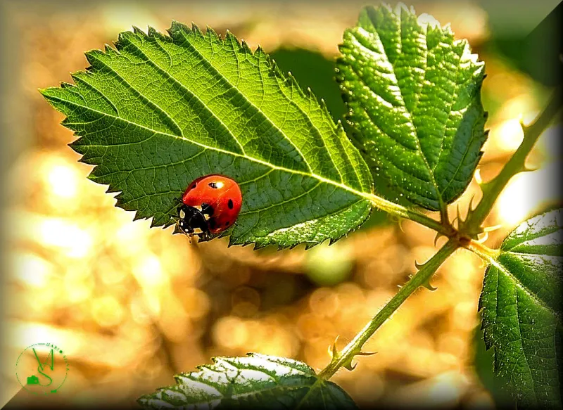 Joaninha (Coccinella sp.) passeando  numa silva-comum (Rubus ulmifolius)