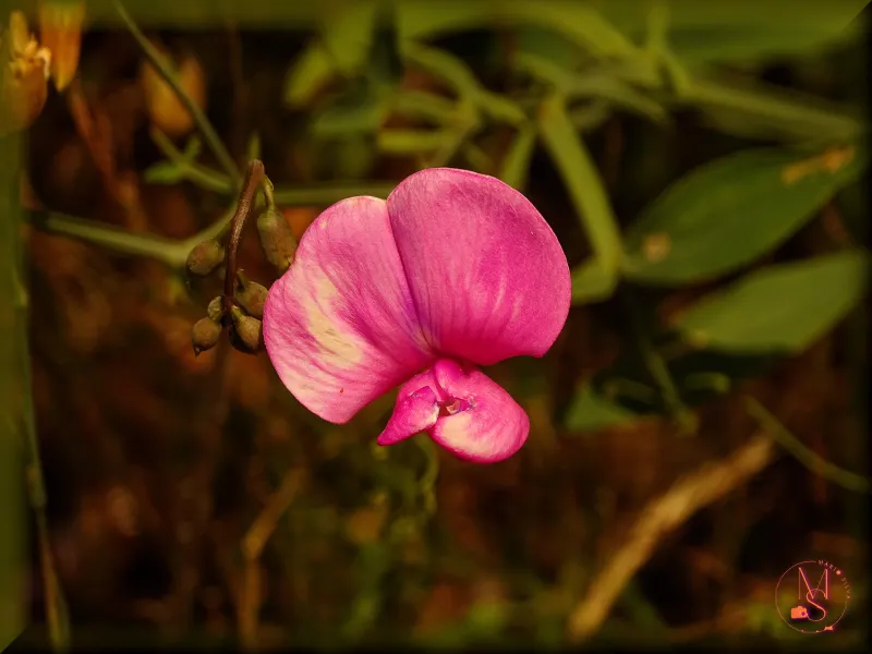 Cizirão (Lathyrus latifolius) - Nome incomum para tanta beleza herbácea