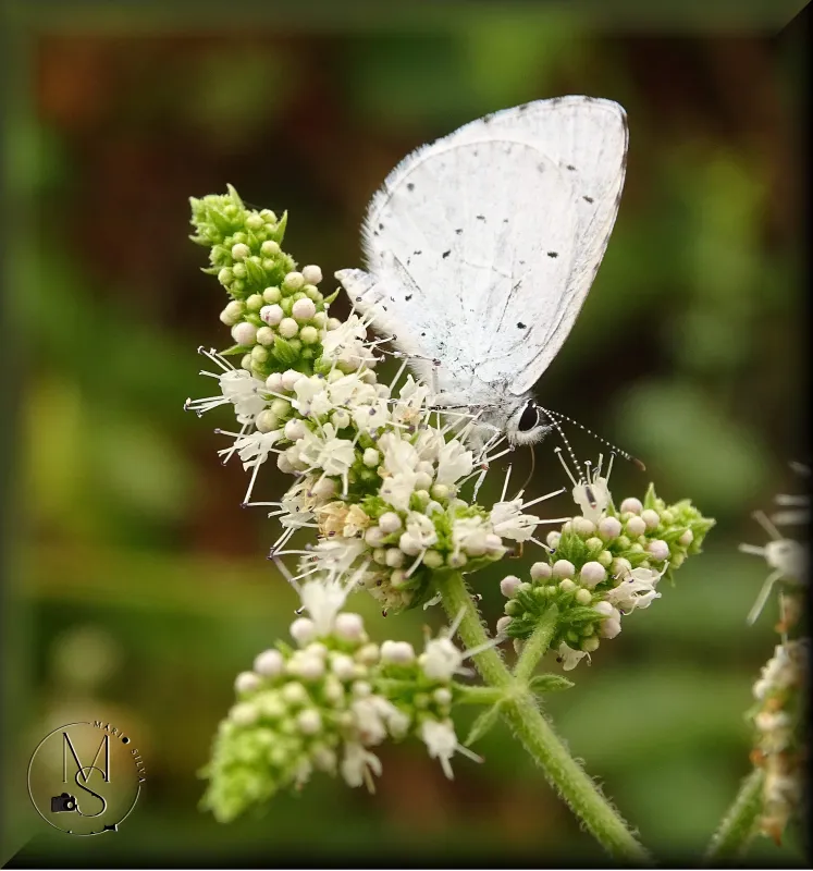 Borboleta-azul-celeste (Celastrina argiolus) numa inflorescência de hortelã (Mentha)