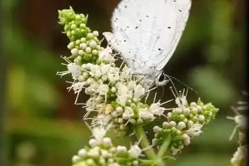 Borboleta-azul-celeste (Celastrina argiolus) numa inflorescência de hortelã (Mentha)