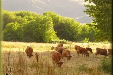 O Ritmo Sereno da Raia:  A Criação de Gado Bovino em Terras Galegas