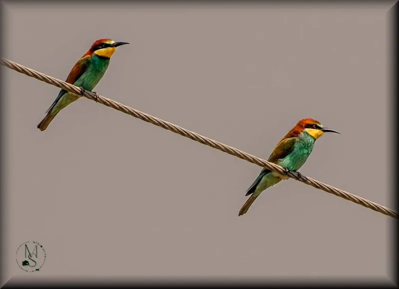 As Joias do Céu Transmontano:  "Dois abelharucos (Merops apiaster) coloridos e atentos"