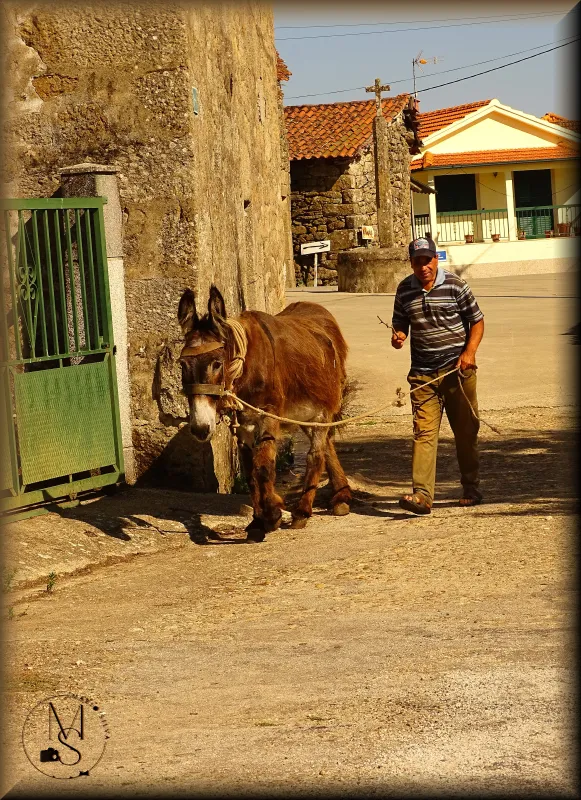 Companheiros de Jornada: "Parada (Chaves), o Homem e o Burro"