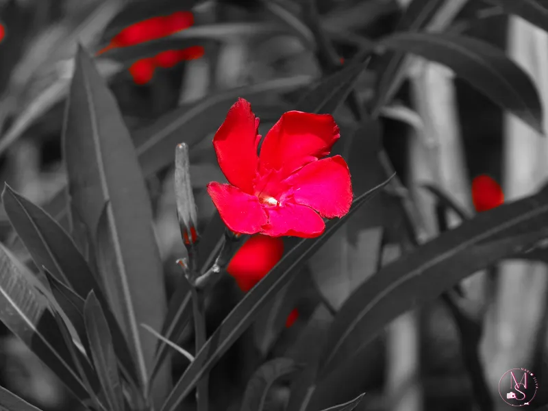 A Flor de Entre as Flores:  Uma Homenagem a Cândida