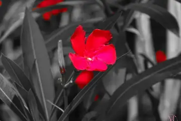 A Flor de Entre as Flores:  Uma Homenagem a Cândida