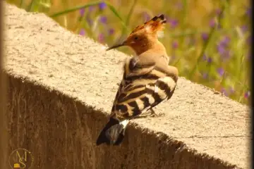 A Coroa dos Campos Transmontanos: O Charme Singular da Poupa (Upupa epops)