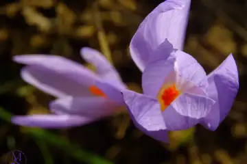 “Açafrão-de-outono (Crocus speciosus) - o desestabilizador dos castanhos e ocres da Natureza outonal"