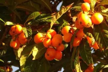 Os Sabores do Diálogo: O que as Nêsperas nos Ensinam Sobre as Discussões