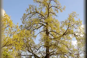 O Pulso Verde da Terra: "A Árvore"