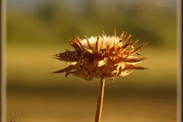 “O término - Capítulo floral seco de um cardo” – Mário Silva