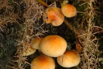 Cogumelos “Hypholoma fasciculare” (falso-chifrudo ou luz-do-bosque)
