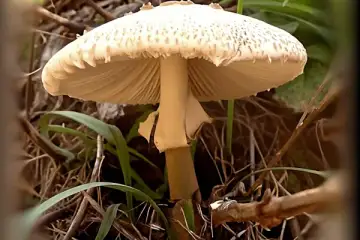 O Gigante Gentil dos Soutos:  O Frade e a Riqueza da Micologia Transmontana