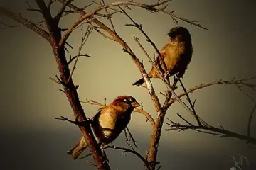 Pardais-comuns (Passer domesticus) – aves que não andam … saltitam