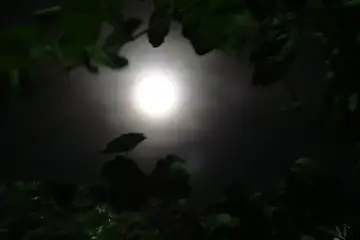 "Uns anos atrás, nasceu uma nova e brilhante estrela"