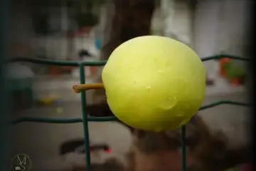 Dia Internacional da Maçã - “Uma maçã por dia, dá uma vida sadia” - Maçã “Golden Delicious”