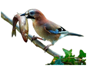 P&aacute;ssaro com peixe.png