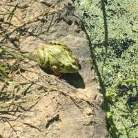 Happy Frog