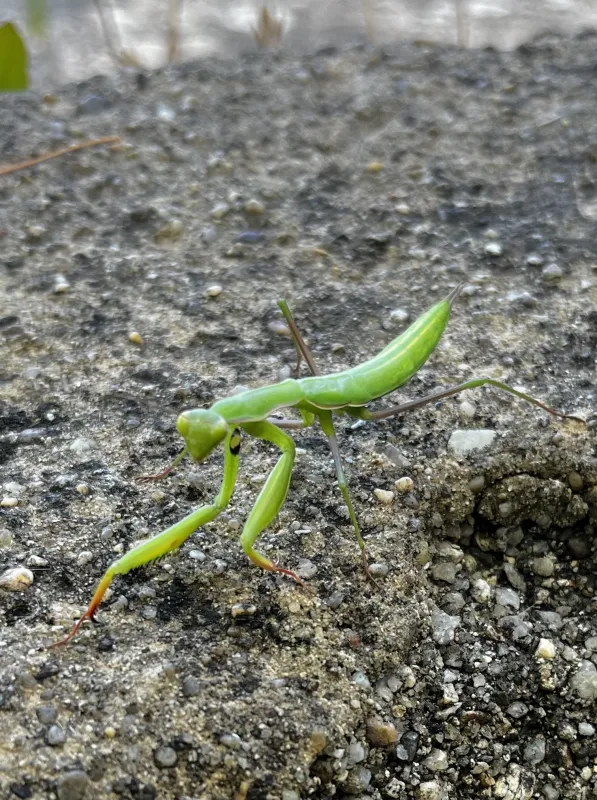Praying Mantis, Louva-a-deus
