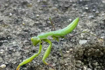 Praying Mantis, Louva-a-deus