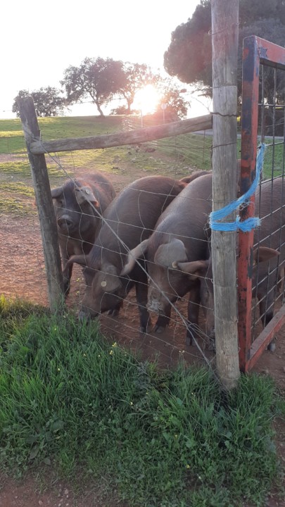 P&O na Planície: Bom Fim de Semana 85