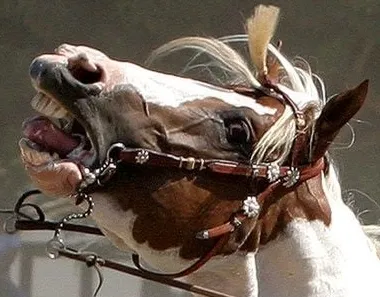 «Se amam os Cavalos não os montem»