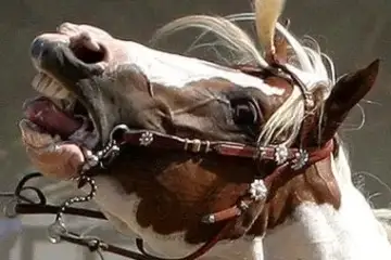 «Se amam os Cavalos não os montem»