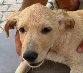 «Maltratar animais é uma demonstração de cobardia e ignorância (Leon Tolstoi)