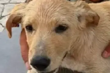 «Maltratar animais é uma demonstração de cobardia e ignorância (Leon Tolstoi)