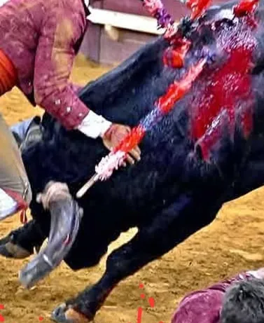 Reflexão sobre a morte de um jovem forcado