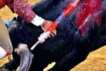 Reflexão sobre a morte de um jovem forcado