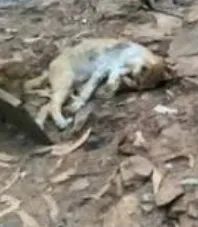 «Que vergonha Portugal! Que vergonha! 93 animais morreram. Todos os arguidos foram absolvidos»
