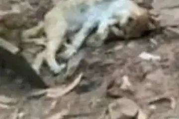 «Que vergonha Portugal! Que vergonha! 93 animais morreram. Todos os arguidos foram absolvidos»
