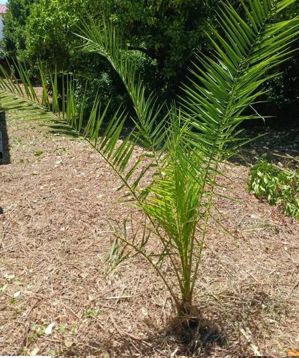 Palmeira
