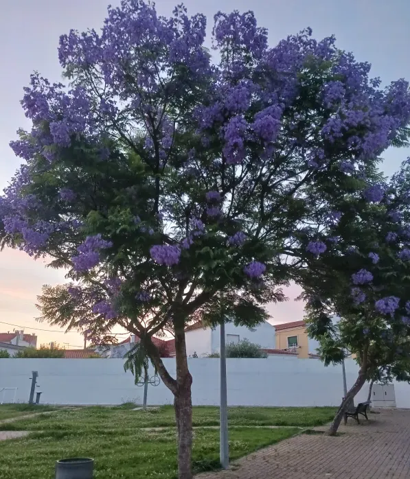 Jacarandá