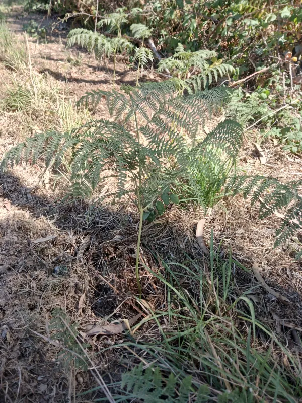 Pteridium aquilinum
