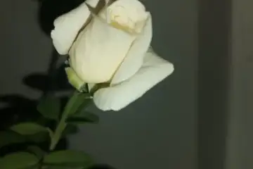 Branca