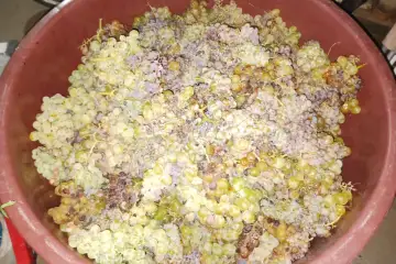 Vindima