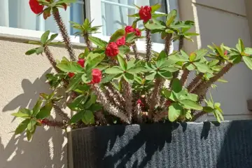 Euphorbia milii