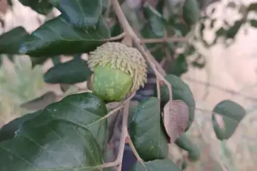 Bolota