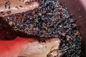 Pisa das uvas