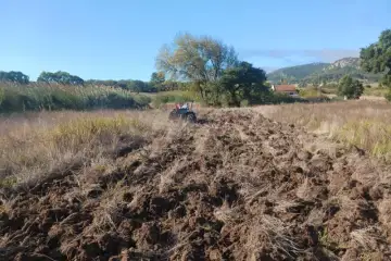 Lavrado