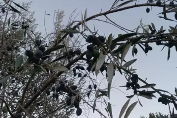 Azeitonas