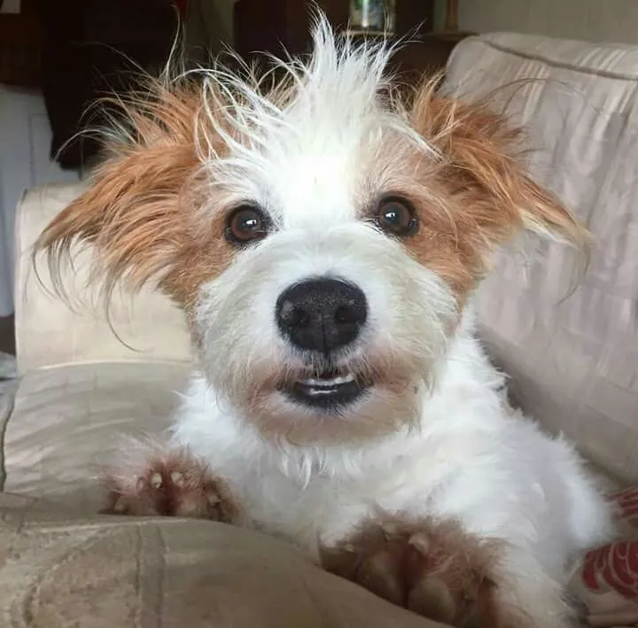 A TODOS OS CÃES
