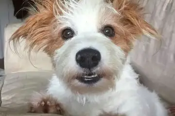 A TODOS OS CÃES