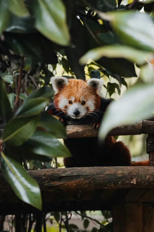 dos pandas vermelhos